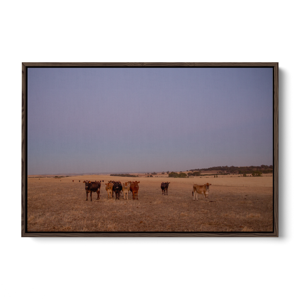 Floater Frame Canvas | Wall Decor Australia | Framed Wall Art | Charles Norwood | Barossa Cows | Brown 