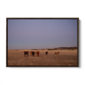 Floater Frame Canvas | Wall Decor Australia | Framed Wall Art | Charles Norwood | Barossa Cows | Brown 