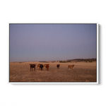 Floater Frame Canvas | Wall Decor Australia | Framed Wall Art | Charles Norwood | Barossa Cows | White