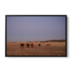 Floater Frame Canvas | Wall Decor Australia | Framed Wall Art | Charles Norwood | Barossa Cows | Black