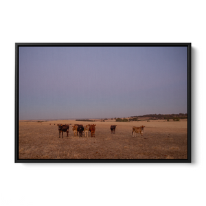 Floater Frame Canvas | Wall Decor Australia | Framed Wall Art | Charles Norwood | Barossa Cows | Black