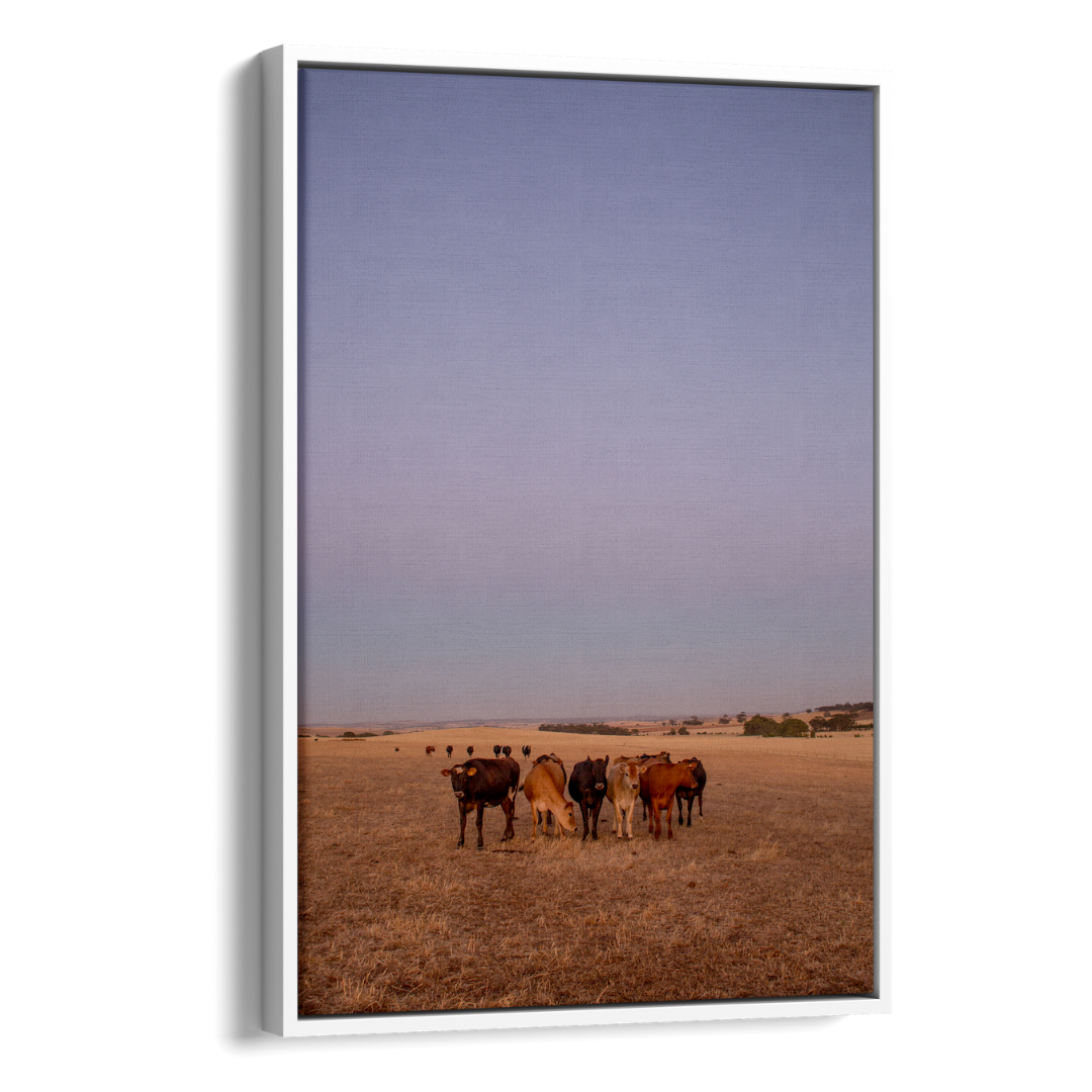 Floater Frame Canvas | Wall Decor Australia | Room Inspiration | Framed Wall Art | Charles Norwood | Barossa Cows | White