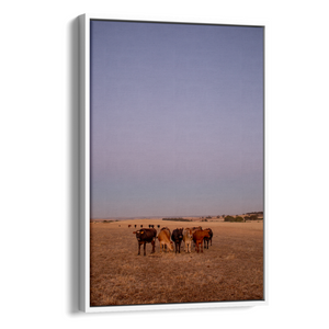 Floater Frame Canvas | Wall Decor Australia | Room Inspiration | Framed Wall Art | Charles Norwood | Barossa Cows | White