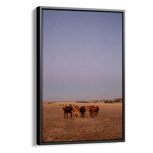 Floater Frame Canvas | Wall Decor Australia | Room Inspiration | Framed Wall Art | Charles Norwood | Barossa Cows | Black