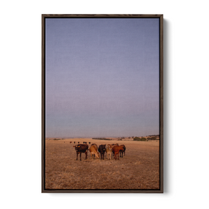 Floater Frame Canvas | Wall Decor Australia | Framed Wall Art | Charles Norwood | Barossa Cows Portrait | Brown